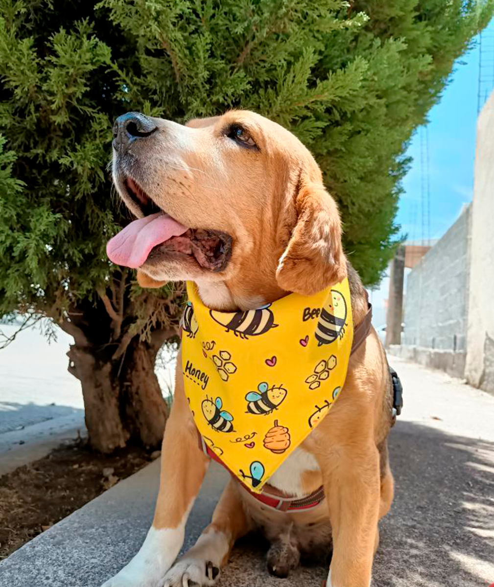 Bandana de Abejitas 🐝