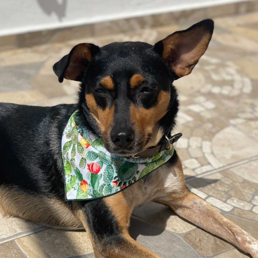 Bandana de Cactus 🌵