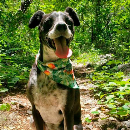 Bandana de Cactus 🌵