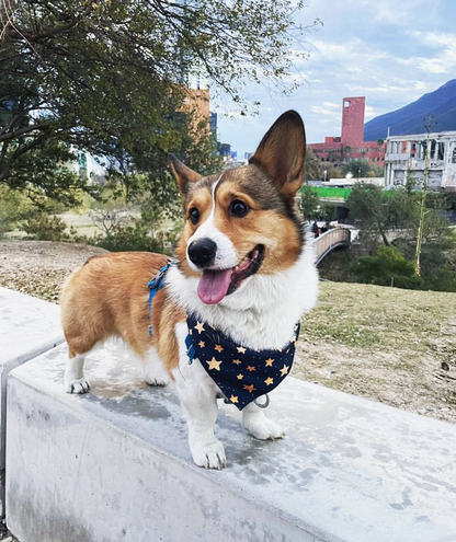 Bandana de Estrellas 🌟