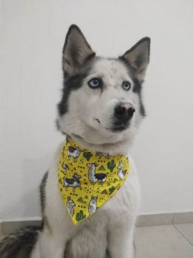 Bandana de Llamas