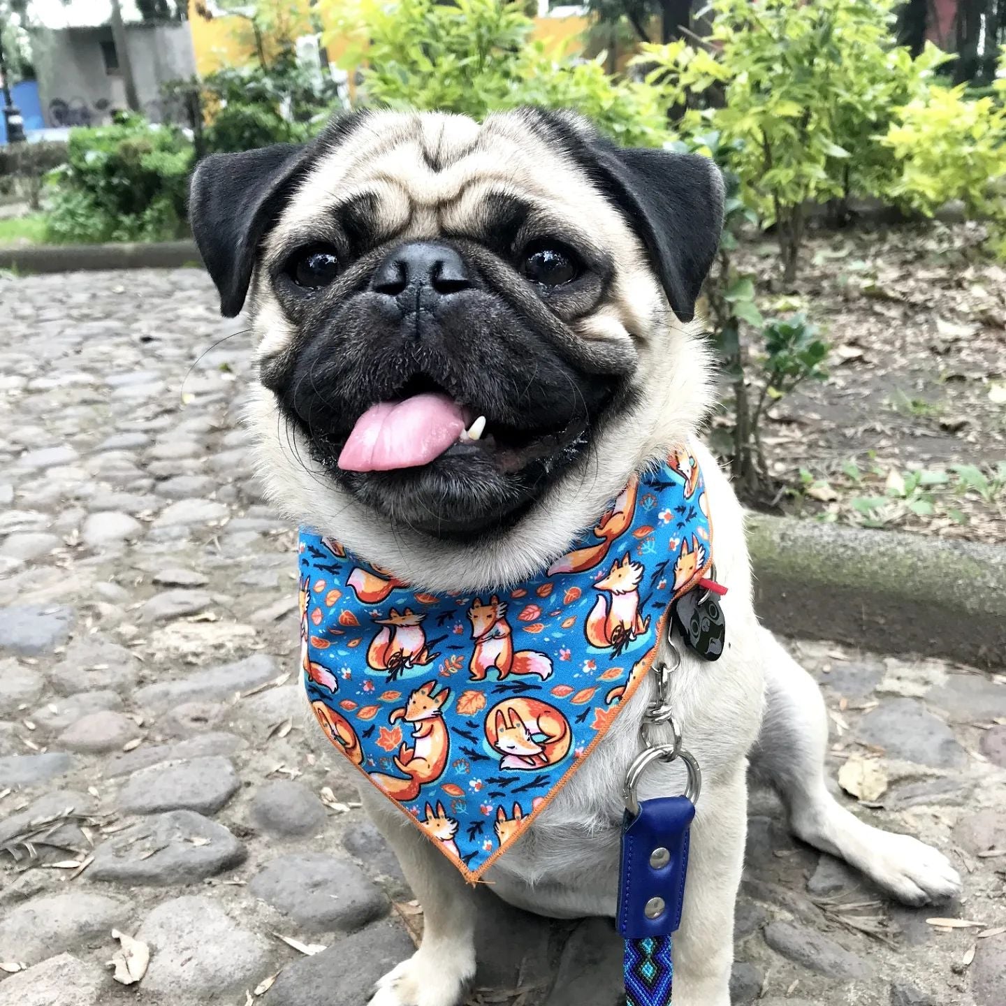 Bandana de Zorritos