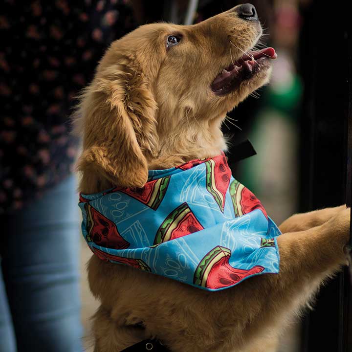 Bandana de Sandías 🍉