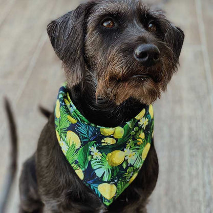 Bandana de Limones 🍋