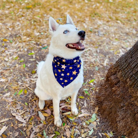 Bandana de Estrellas 🌟